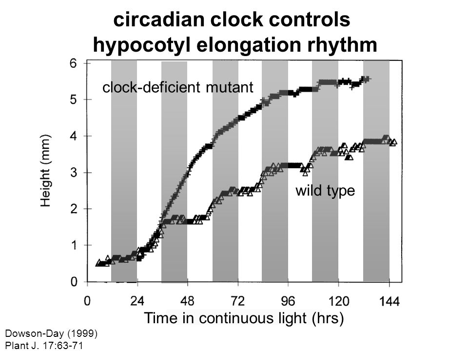 circadian clock controls hypocotyl elongation rhythm Dowson-Day (1999) Plant J.
