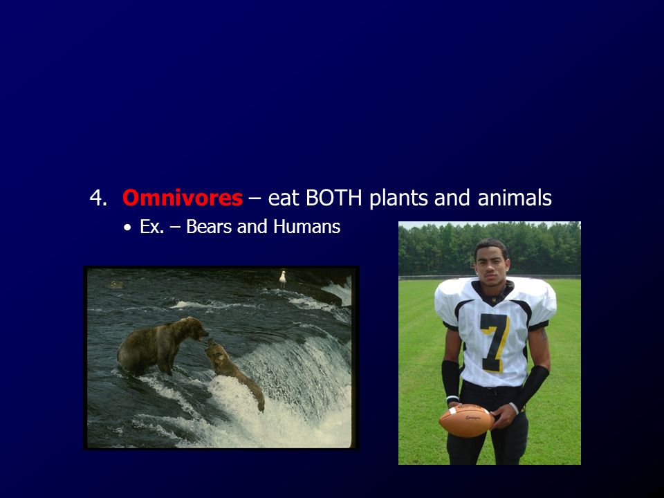 4. Omnivores – eat BOTH plants and animals Ex. – Bears and Humans