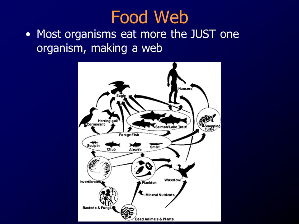 Food Web Most organisms eat more the JUST one organism, making a web