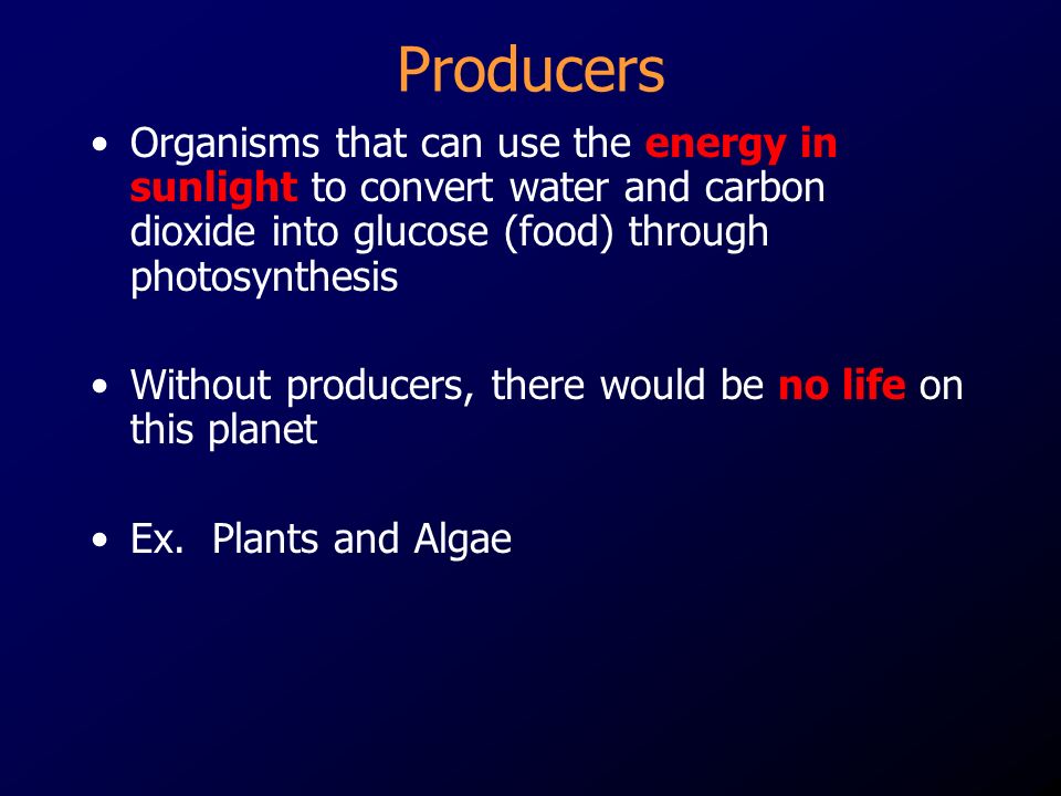 Producers Organisms that can use the energy in sunlight to convert water and carbon dioxide into glucose (food) through photosynthesis Without producers, there would be no life on this planet Ex.