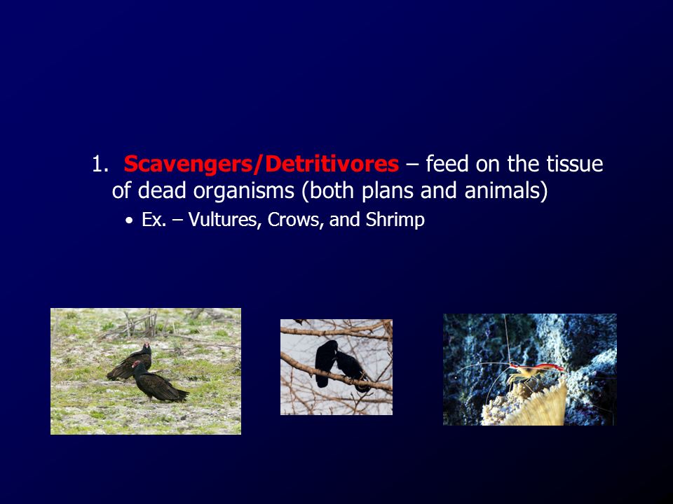 1. Scavengers/Detritivores – feed on the tissue of dead organisms (both plans and animals) Ex.