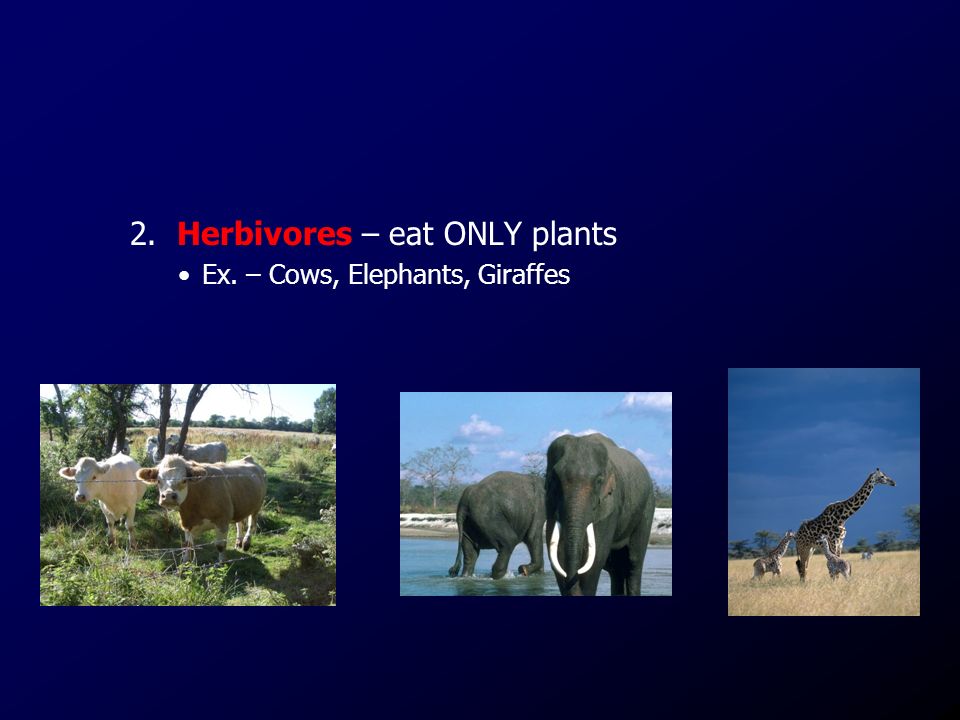 2. Herbivores – eat ONLY plants Ex. – Cows, Elephants, Giraffes