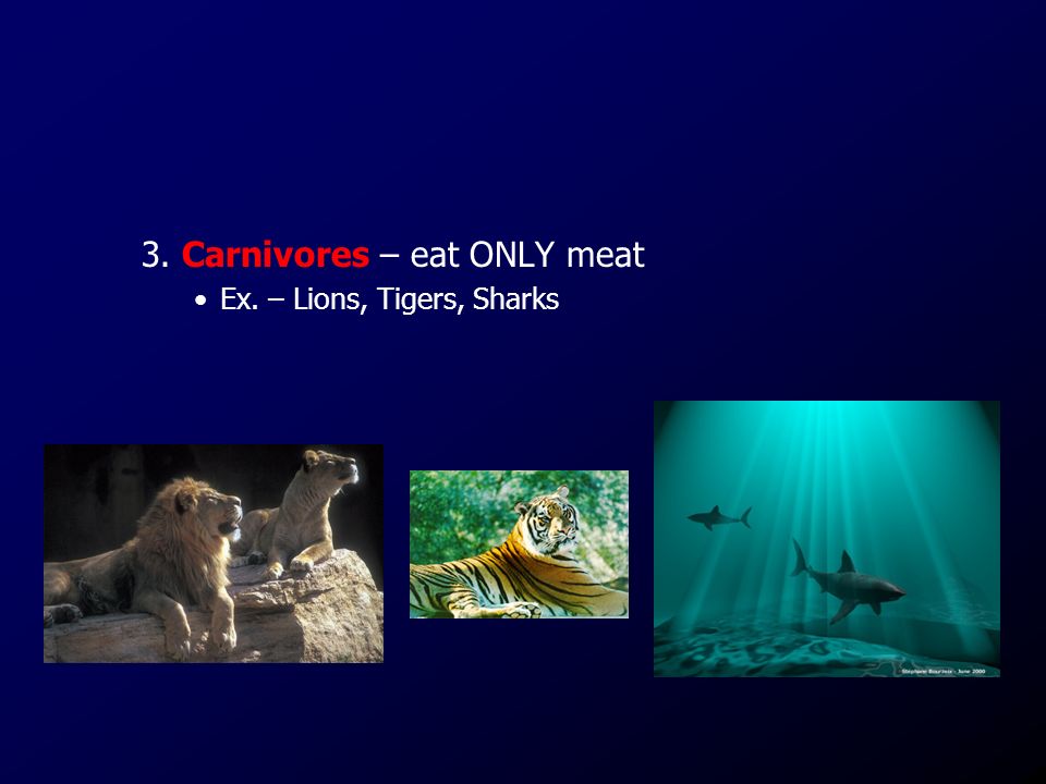 3. Carnivores – eat ONLY meat Ex. – Lions, Tigers, Sharks