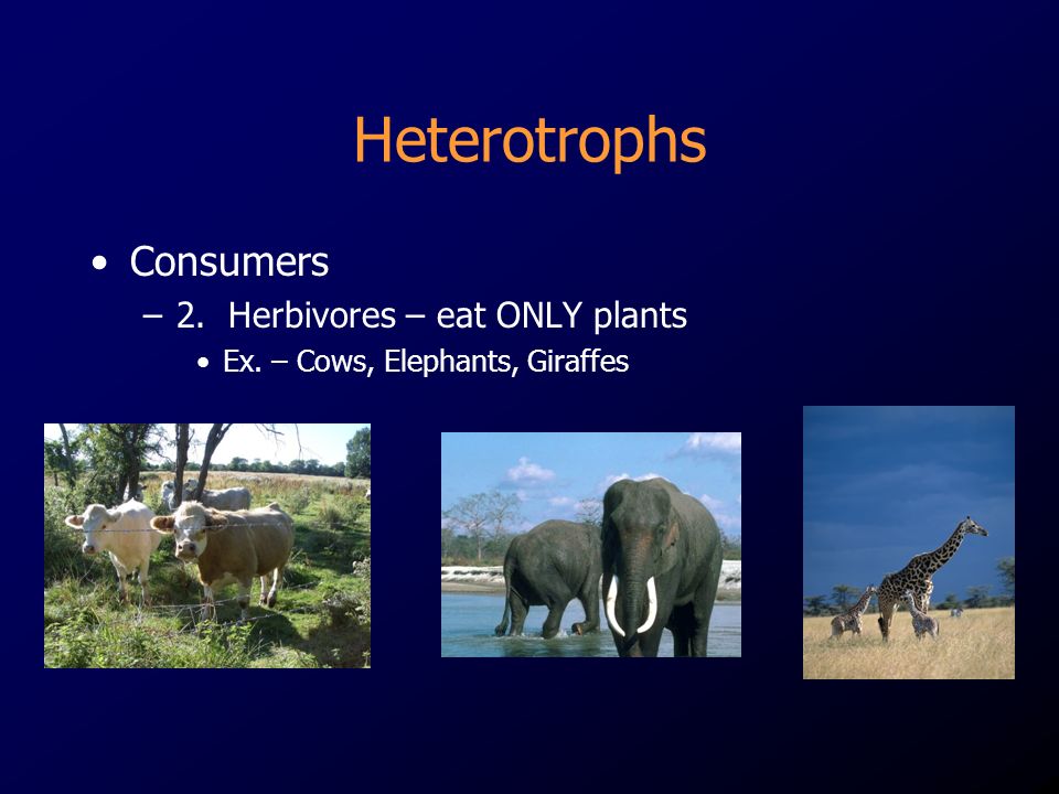 Heterotrophs Consumers –2. Herbivores – eat ONLY plants Ex. – Cows, Elephants, Giraffes
