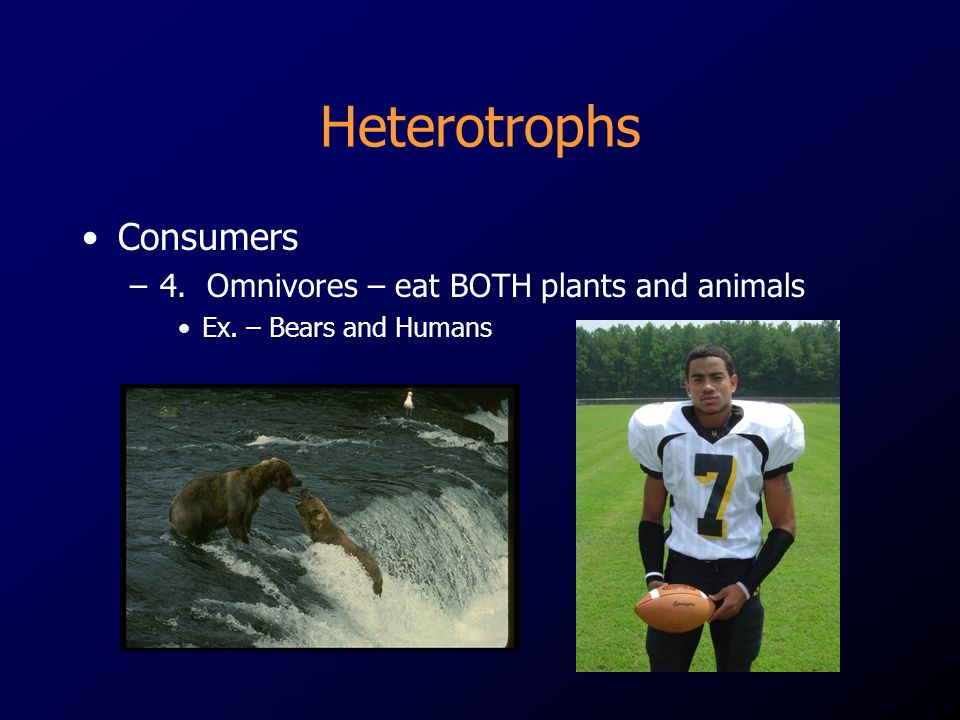 Heterotrophs Consumers –4. Omnivores – eat BOTH plants and animals Ex. – Bears and Humans