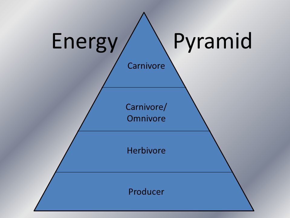 Energy units. Primary secondary tertiary. Tertiary Consumer. Карнивор пирамида. Energy saving Pyramid.