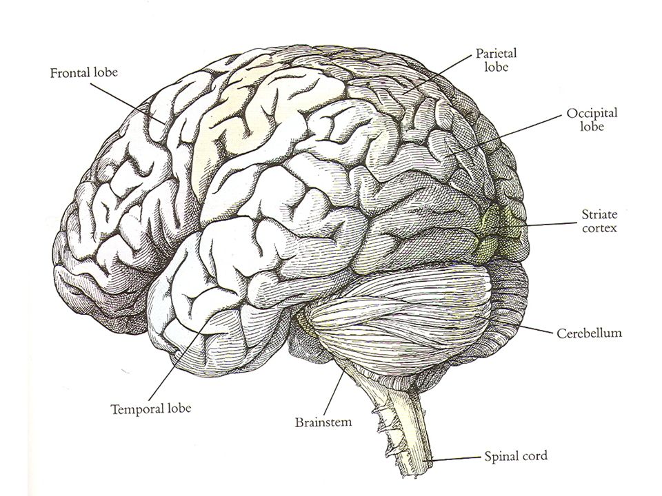 Объем головного мозга наибольшее. Строение мозга человека умелого. Размер головного мозга человека умелого.