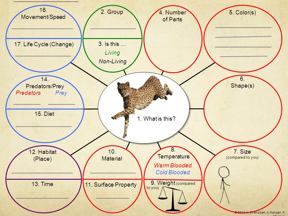 Analytic Coding Animals - Mammals: Leopard (Mind Map, Question and Expanded  formats, Similarities and Differences) Analytic coding using conceptual  vocabulary. - ppt download