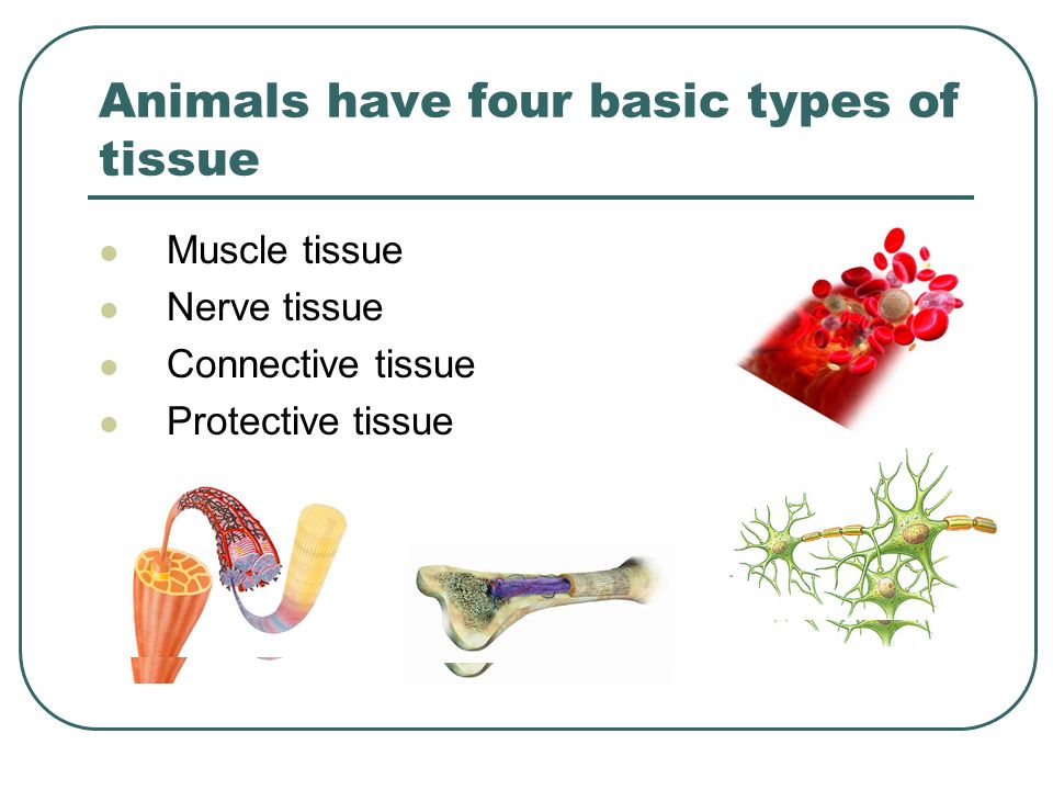 Chapter 1 Cells the Basic Units of Life 1-3 Organization of Living Things.  - ppt download