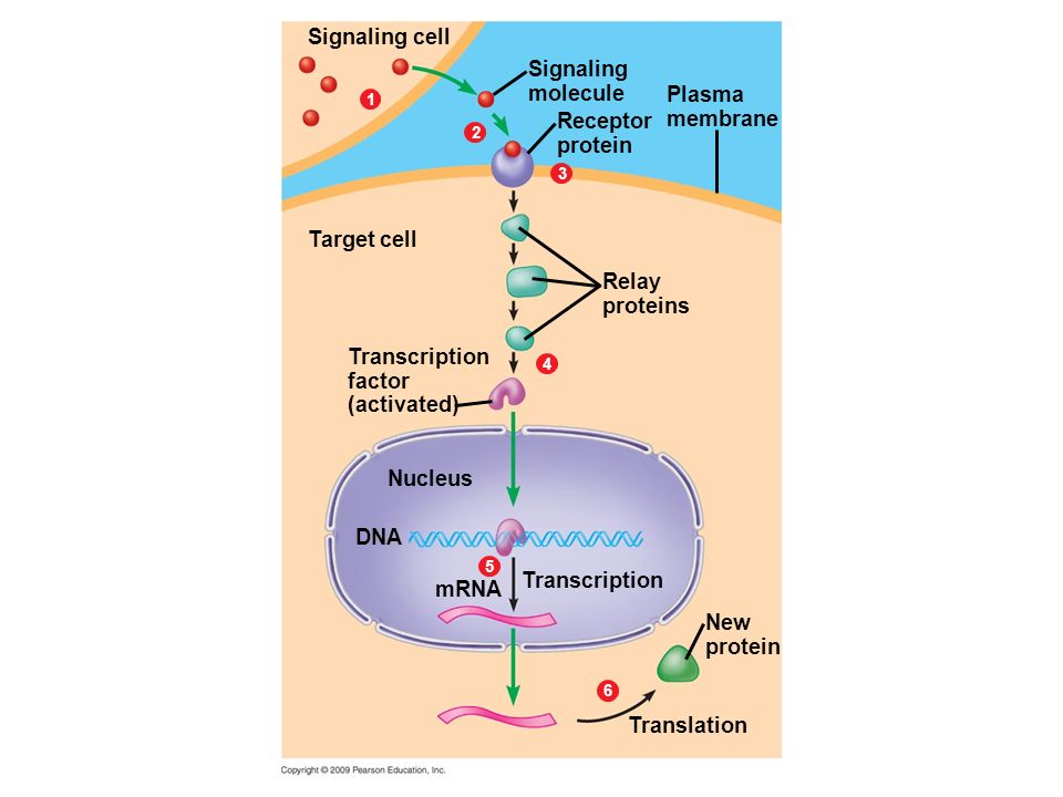 Signaling cell DNA Nucleus Transcription factor (activated) Signaling molecule Plasma membrane Receptor protein Relay proteins Transcription mRNA New protein Translation Target cell