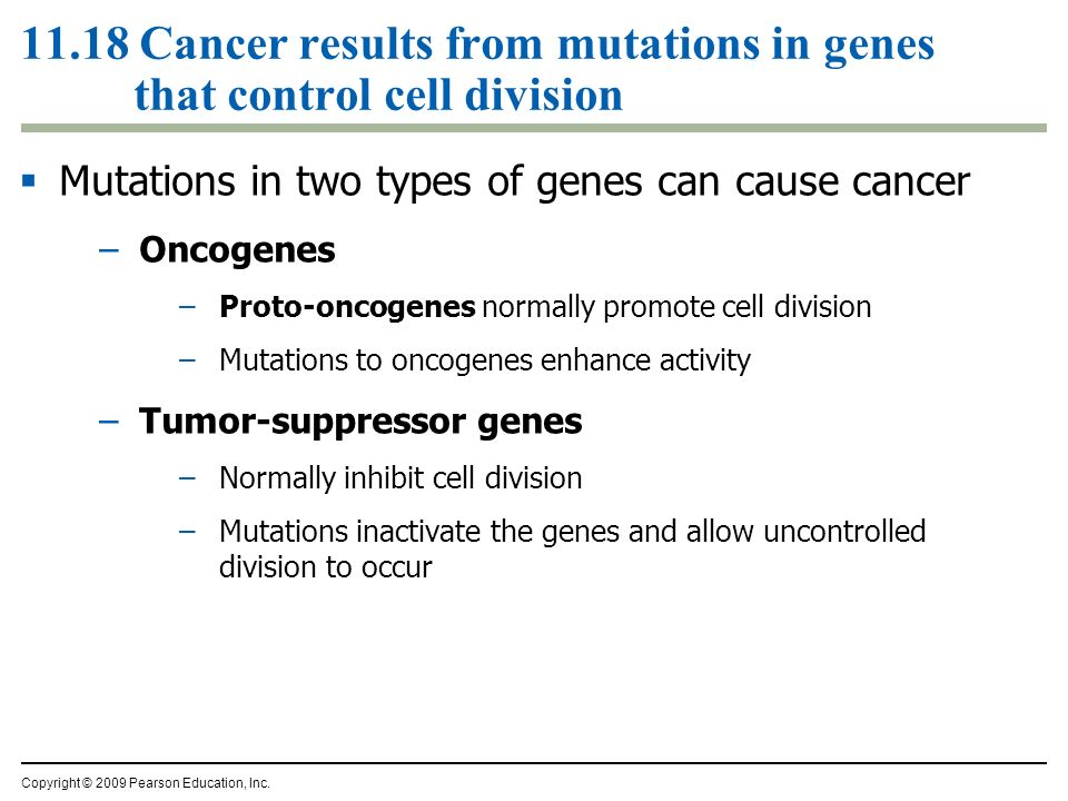11.18 Cancer results from mutations in genes that control cell division  Mutations in two types of genes can cause cancer –Oncogenes –Proto-oncogenes normally promote cell division –Mutations to oncogenes enhance activity –Tumor-suppressor genes –Normally inhibit cell division –Mutations inactivate the genes and allow uncontrolled division to occur Copyright © 2009 Pearson Education, Inc.
