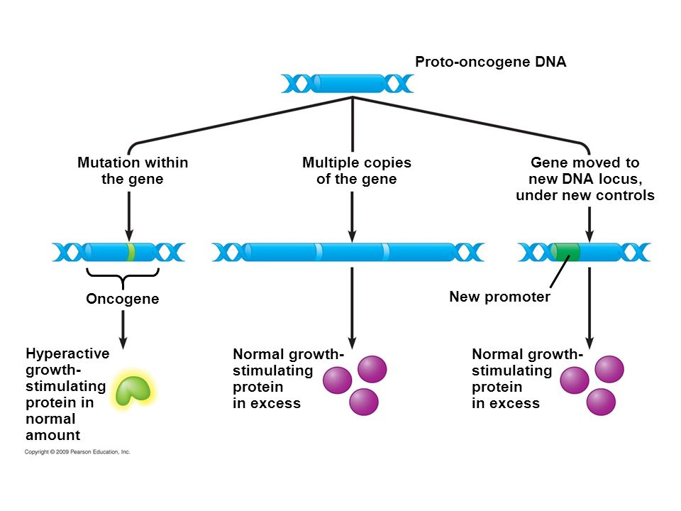 Mutation within the gene Hyperactive growth- stimulating protein in normal amount Proto-oncogene DNA Multiple copies of the gene Gene moved to new DNA locus, under new controls Oncogene New promoter Normal growth- stimulating protein in excess Normal growth- stimulating protein in excess