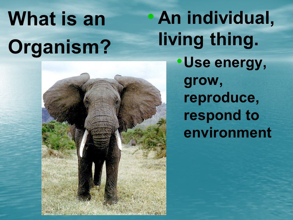 What is an Organism. An individual, living thing.