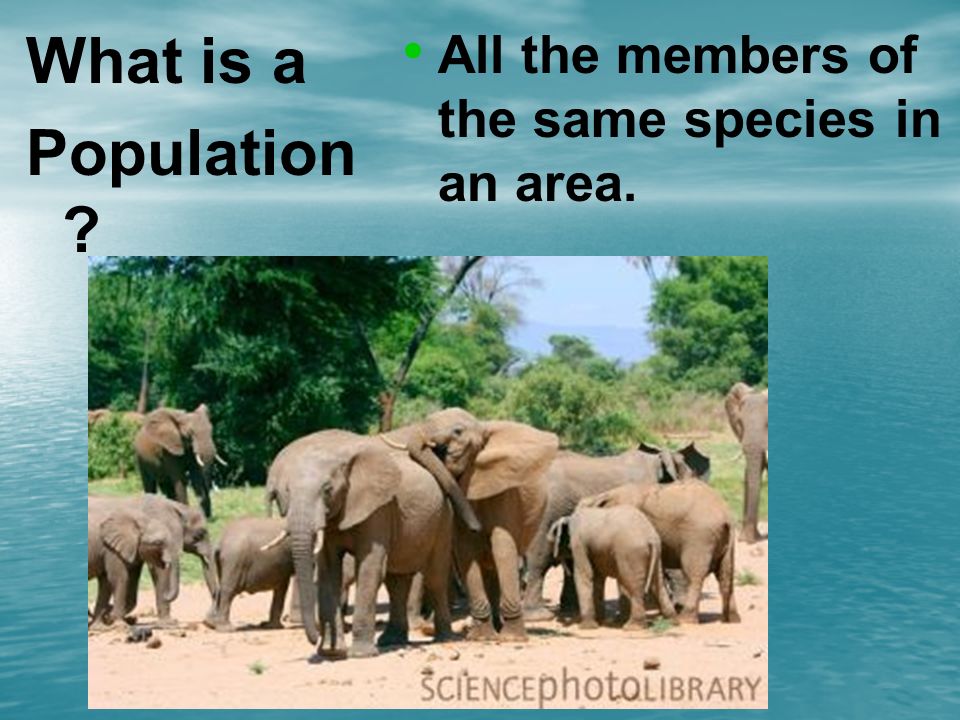 What is a Population All the members of the same species in an area.