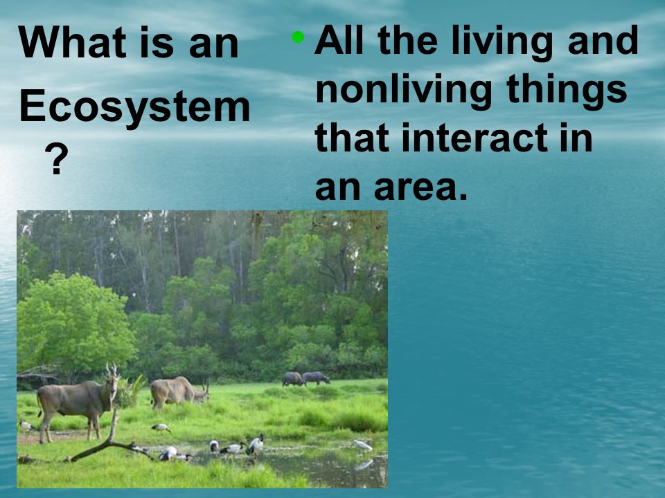 What is an Ecosystem All the living and nonliving things that interact in an area.