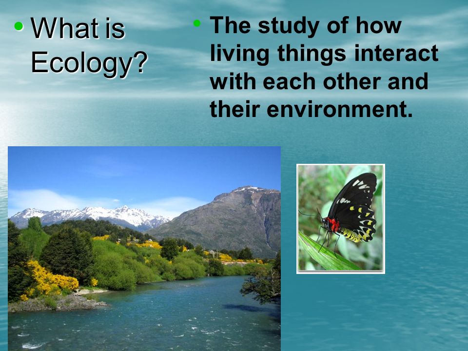 What is Ecology. What is Ecology.