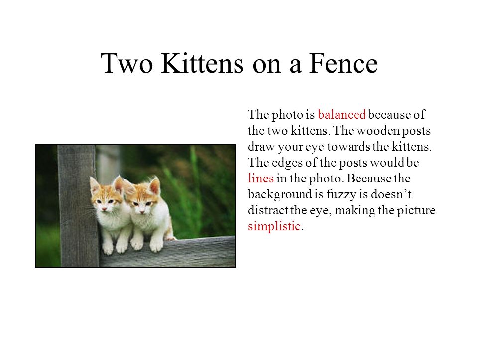 Two Kittens on a Fence The photo is balanced because of the two kittens.
