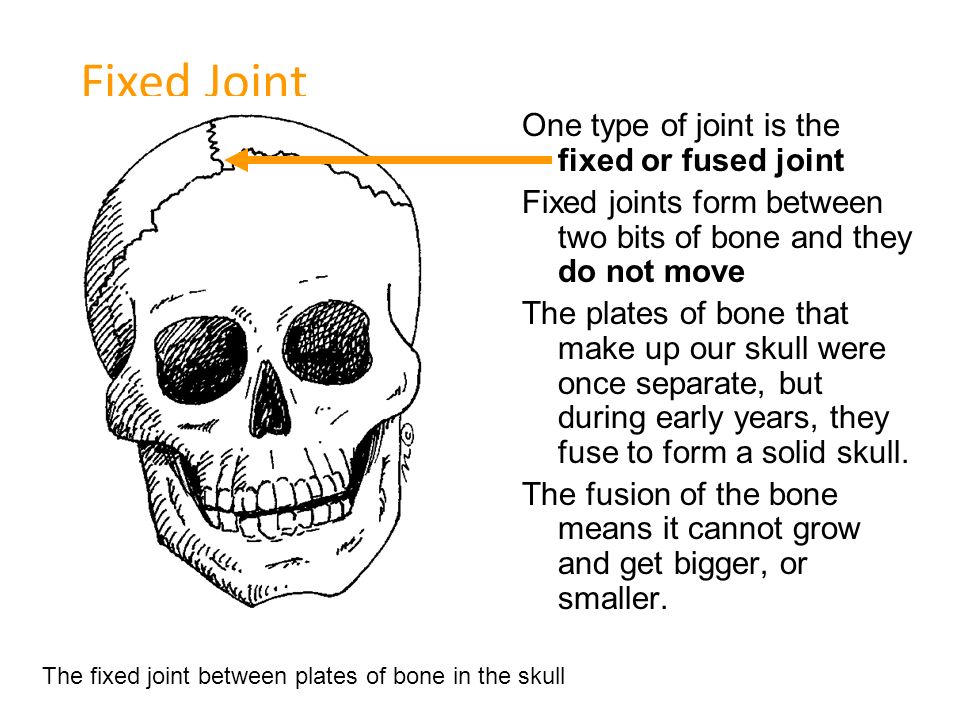One type of joint is the ball and socket Ball and socket joints allow the  joint to rotate in 360 o allowing a lot of flexibility. Both the ball and  the. -