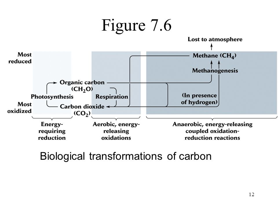 12 Figure 7.6 Biological transformations of carbon
