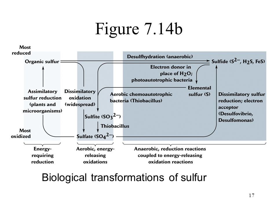17 Figure 7.14b Biological transformations of sulfur