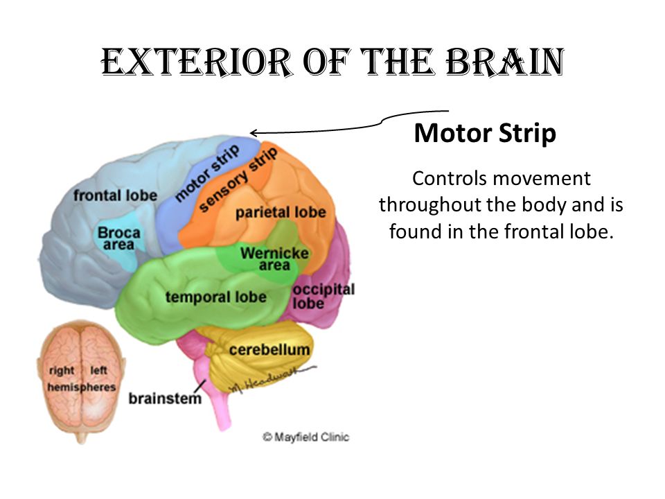 Have thought Motor strip in the brain system with Think, you Motor strip in the brain system apologise, but