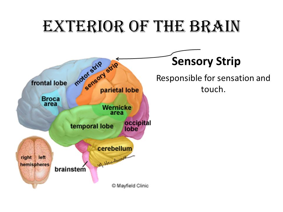 brain sencery strip Is kendall brooks retired from porn