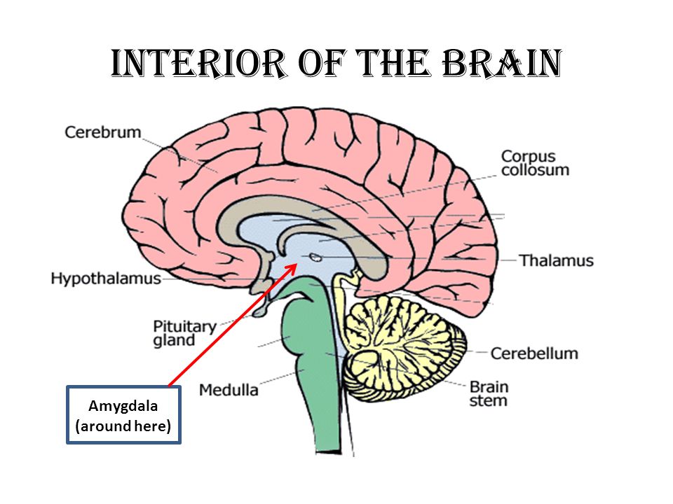 Brains The Human Brain Despite Extensive Research On