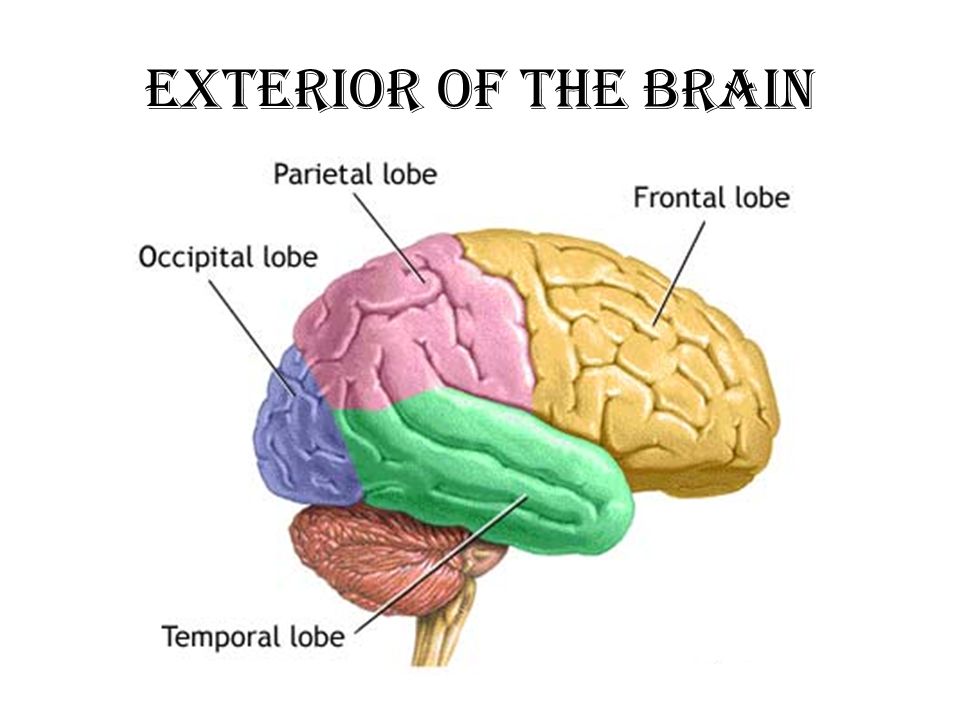 Тест по теме мозг 8 класс. Parietal Lobe of Brain. Occipital Brain Lobe functions. Parietal Lobe function. Frontal Lobe.