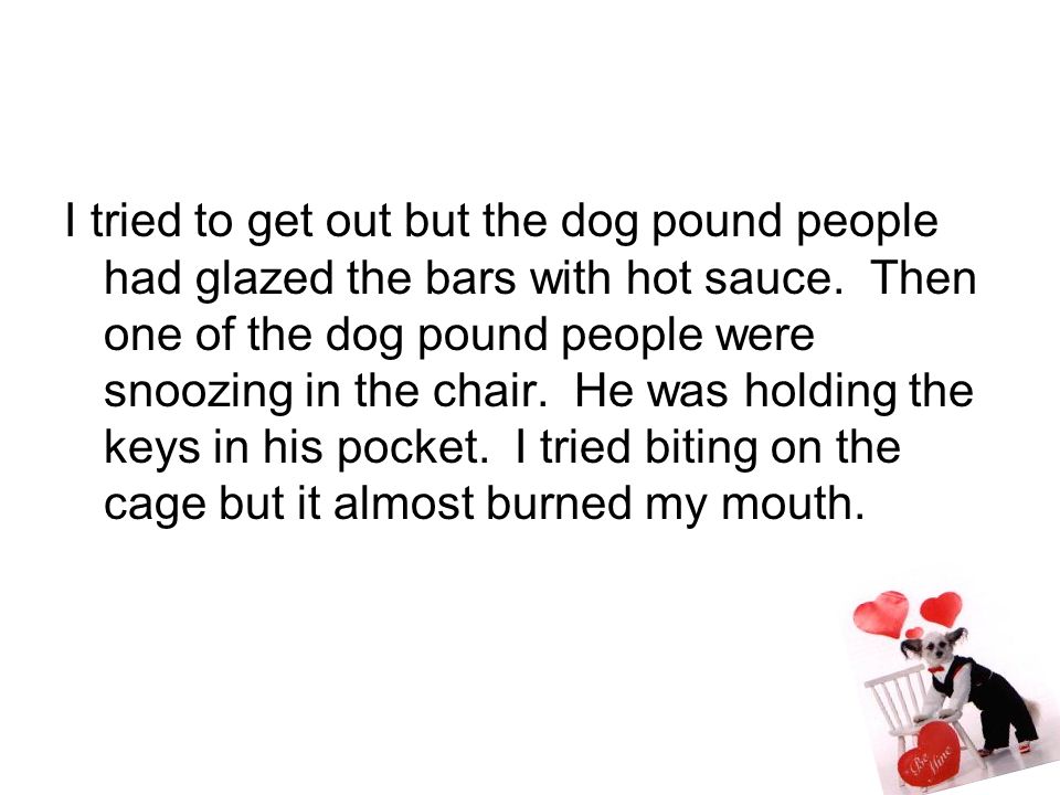 I tried to get out but the dog pound people had glazed the bars with hot sauce.