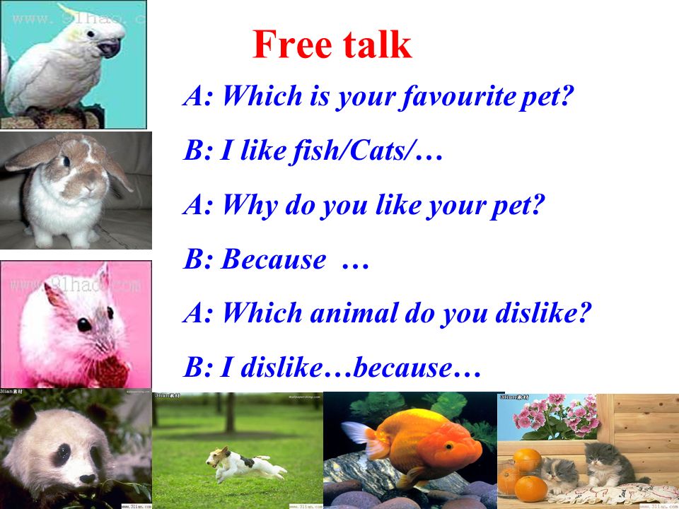 7B Unit 6 Pets Integrated Skills. Which is your favourite animal ? Can you  tell me why ? I like my________ because ______. dog. - ppt download