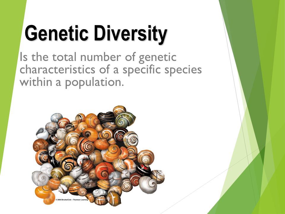 4.1.1 Biodiversity Define the terms biodiversity, genetic diversity, diversity and habitat diversity. - ppt