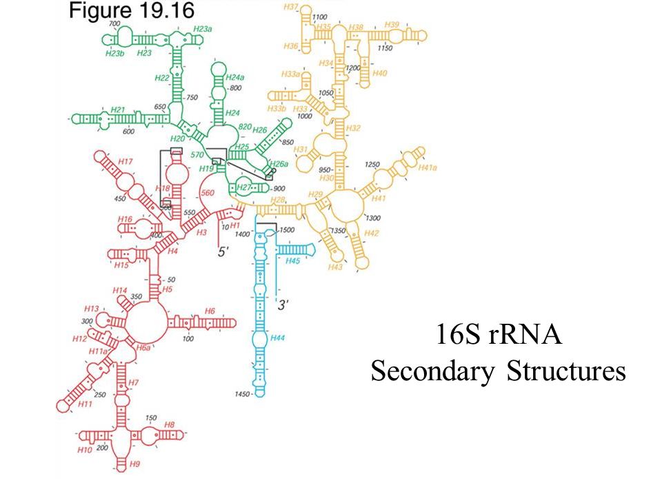 Protein Synthesis Ribosomes 16s Rrna Secondary Structures Ppt Download