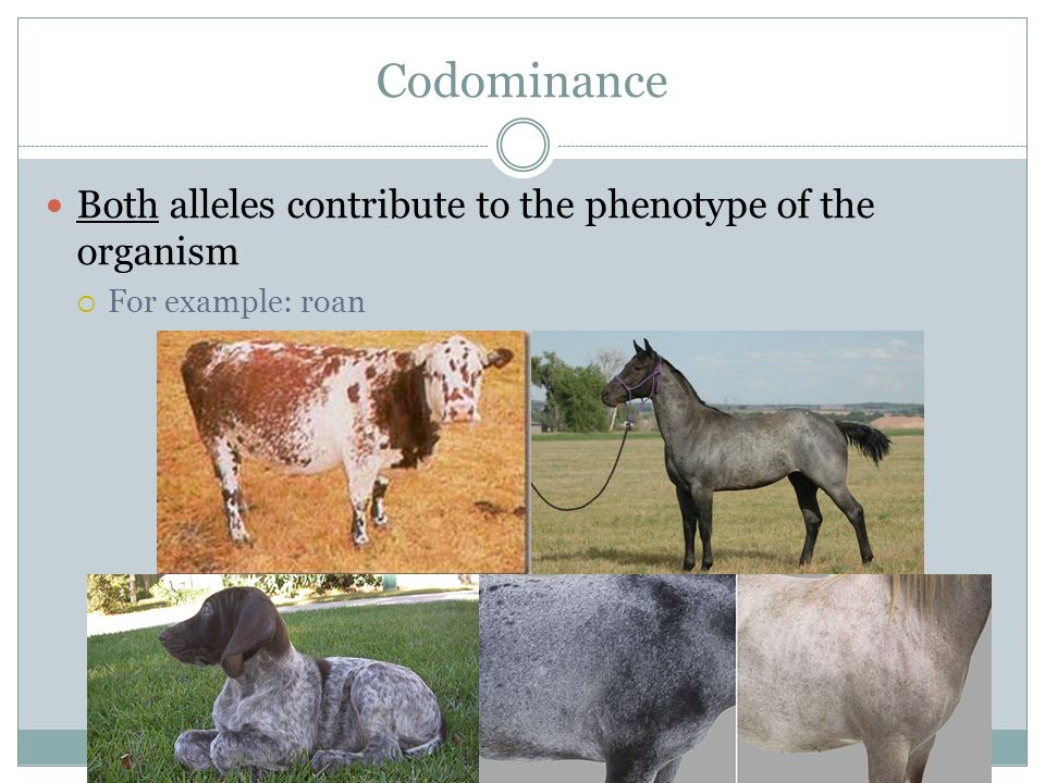 Codominance Both alleles contribute to the phenotype of the organism  For example: roan