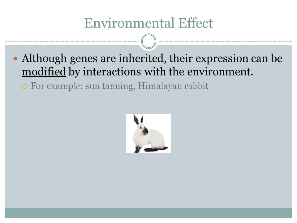 Environmental Effect Although genes are inherited, their expression can be modified by interactions with the environment.