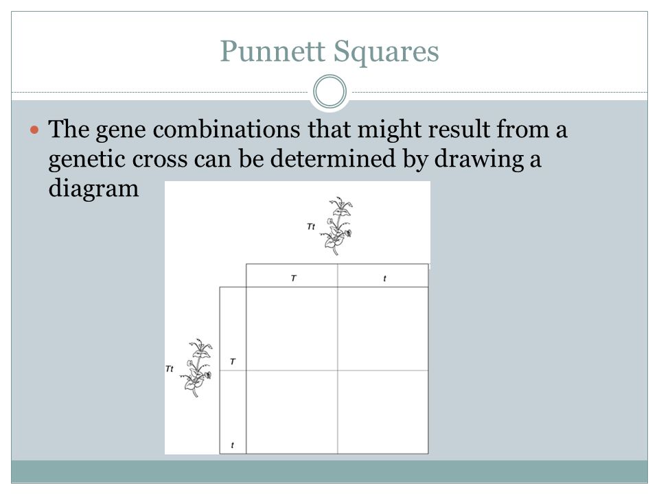 Punnett Squares The gene combinations that might result from a genetic cross can be determined by drawing a diagram