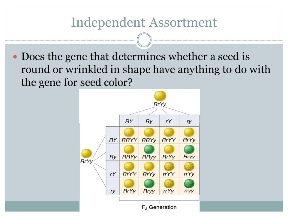 Independent Assortment Does the gene that determines whether a seed is round or wrinkled in shape have anything to do with the gene for seed color