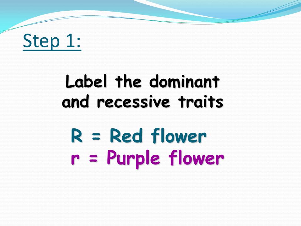 Example Problem: Red flowers are dominant over purple flowers in a certain type of plant.