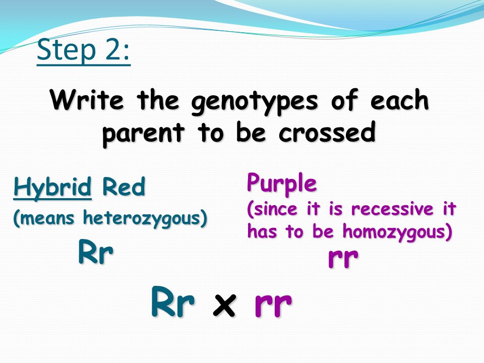 Step 1: Label the dominant and recessive traits R = Red flower r = Purple flower