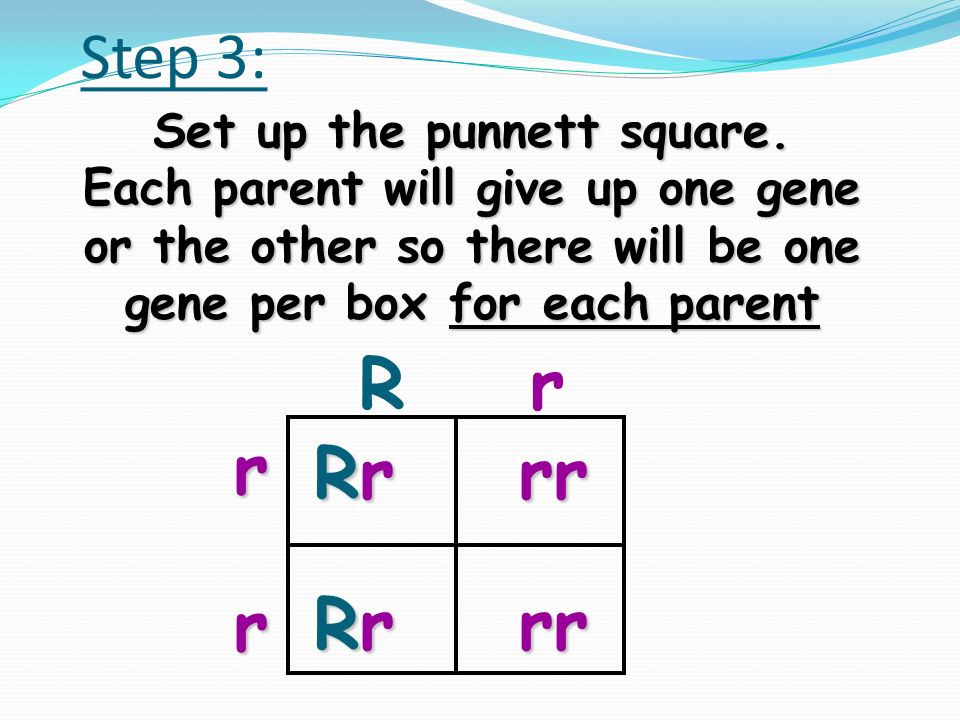 Step 2: Write the genotypes of each parent to be crossed Hybrid Red (means heterozygous) Purple (since it is recessive it has to be homozygous) Rr rr Rr x rr