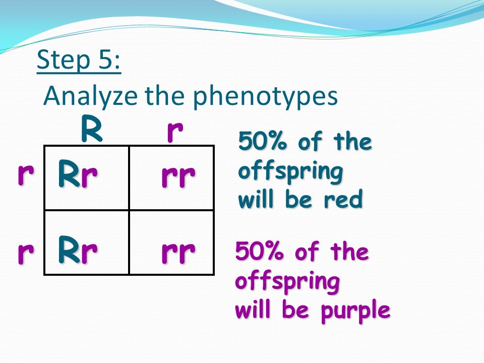 Step 4: Analyze the genotypes 2 of the 4 (50%) offspring will be pure recessive 2 of the 4 (50%) will be hybrids Rr rr R rr r