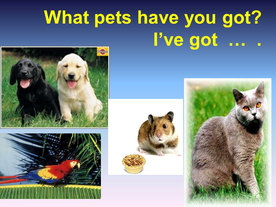 My pet dog has a. Слайд питомцы. Проект my Pet. Pets презентация. Проект по английскому my Pet.