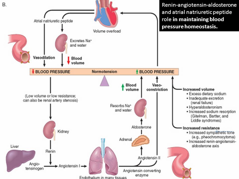 Hypertension Lecture 4 Shaesta Naseem Hypertension Definition Blood Pressure Is A Function Of Cardiac Output And Peripheral Vascular Resistance Blood Ppt Download