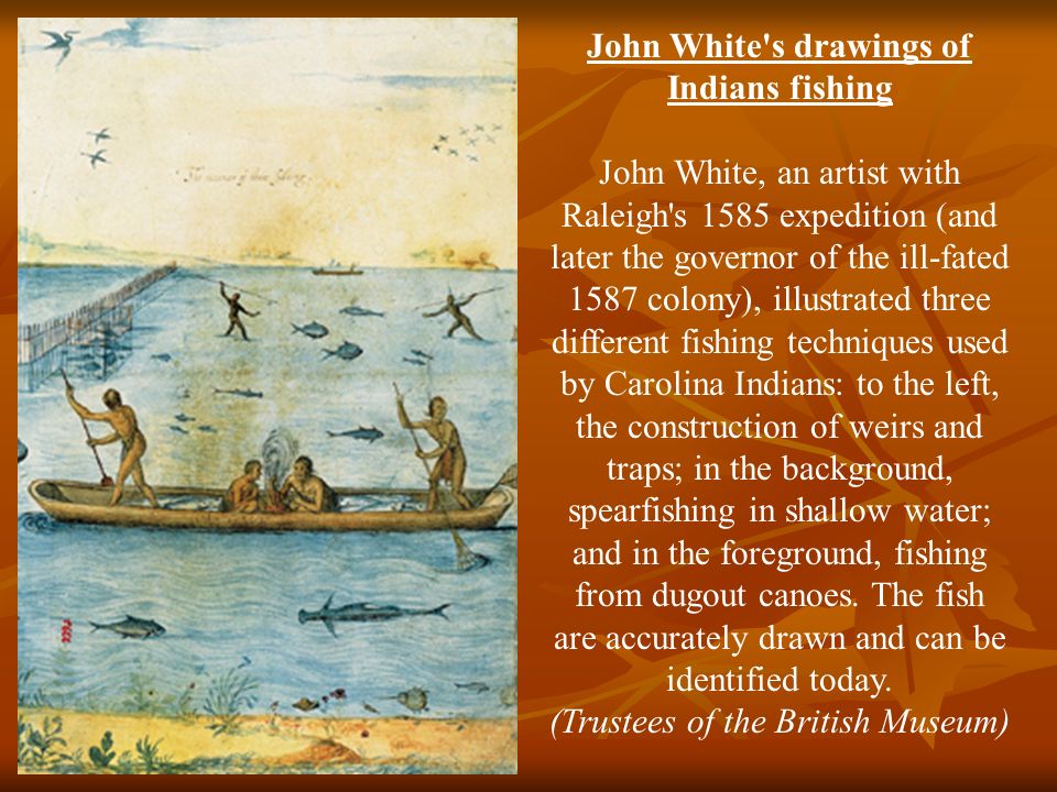 John White s drawings of Indians fishing John White, an artist with Raleigh s 1585 expedition (and later the governor of the ill-fated 1587 colony), illustrated three different fishing techniques used by Carolina Indians: to the left, the construction of weirs and traps; in the background, spearfishing in shallow water; and in the foreground, fishing from dugout canoes.