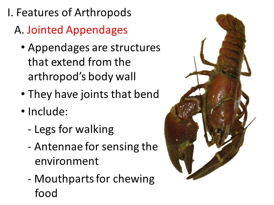 Chapter 30 Arthropods. I. Features of Arthropods A. Jointed ...