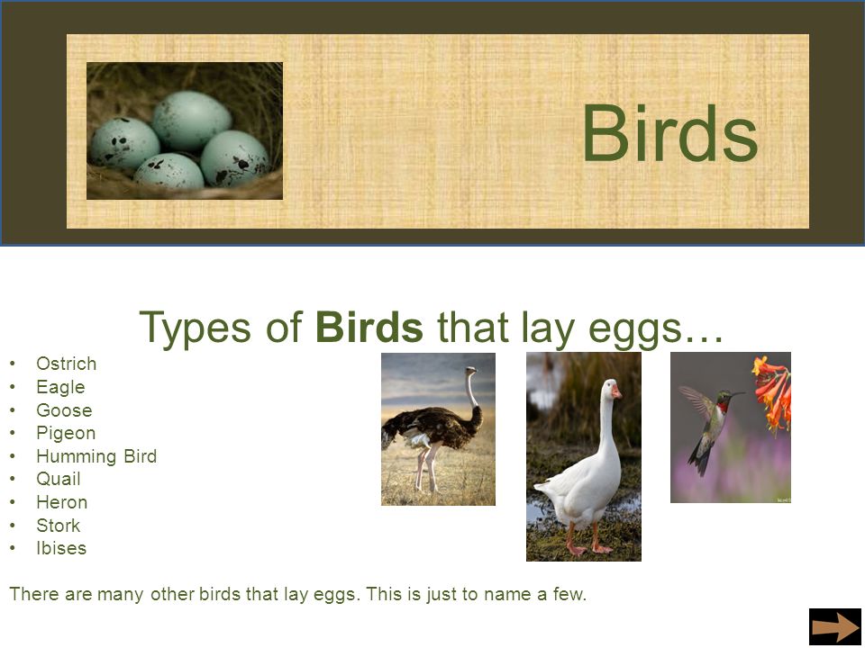 Types of Birds. What are those Birds ответ. Quail на английском языке с переводом. The Type of animals that can Fly and lay Eggs кроссворд.
