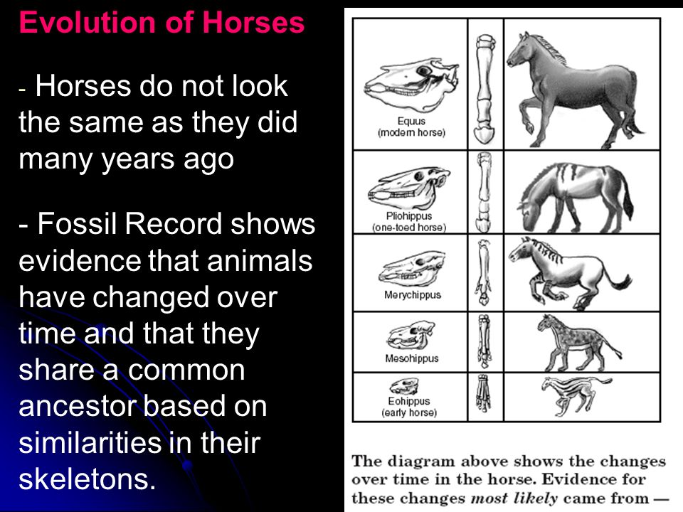 Evolution Chapter 15. What is Evolution? Evolution, or change over time, is  the process by which modern organisms have descended from ancient  organisms. - ppt download