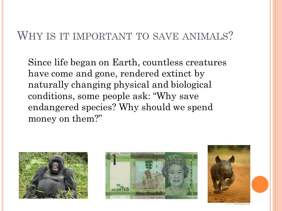 EXTINCTION. W HAT IS E XTINCTION ? Extinction is were animals are no longer  around and are gone forever like the dinosaurs and dodo's and the mammoth!  - ppt download