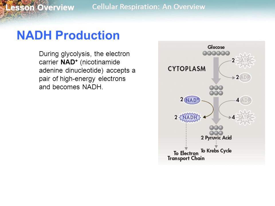 how many nadh are produced during glycolysis