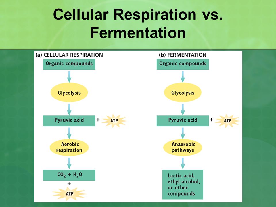 Cellular Respiration Chapter 7 Cellular Respiration Glycolysis And Fermentation Aerobic Respiration Ppt Download