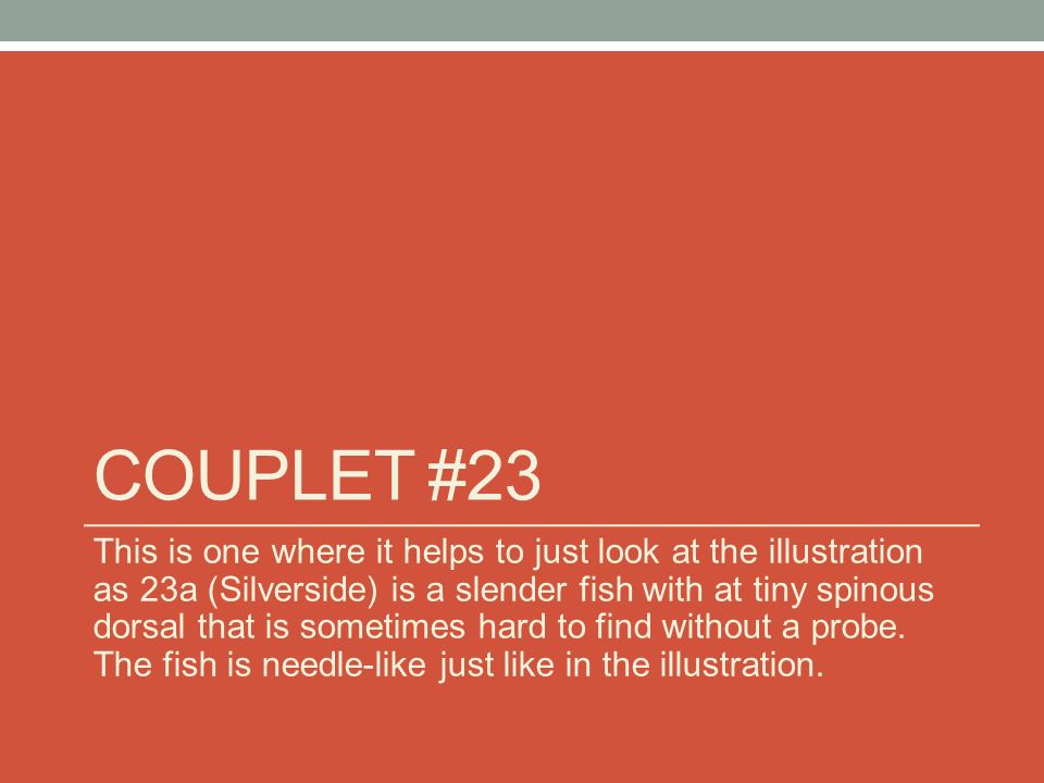 COUPLET #23 This is one where it helps to just look at the illustration as 23a (Silverside) is a slender fish with at tiny spinous dorsal that is sometimes hard to find without a probe.
